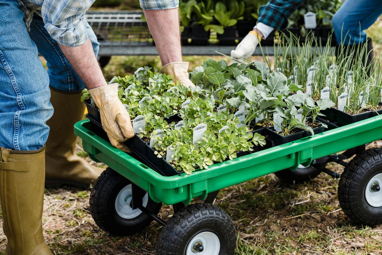 Person Taking Care of the Plants